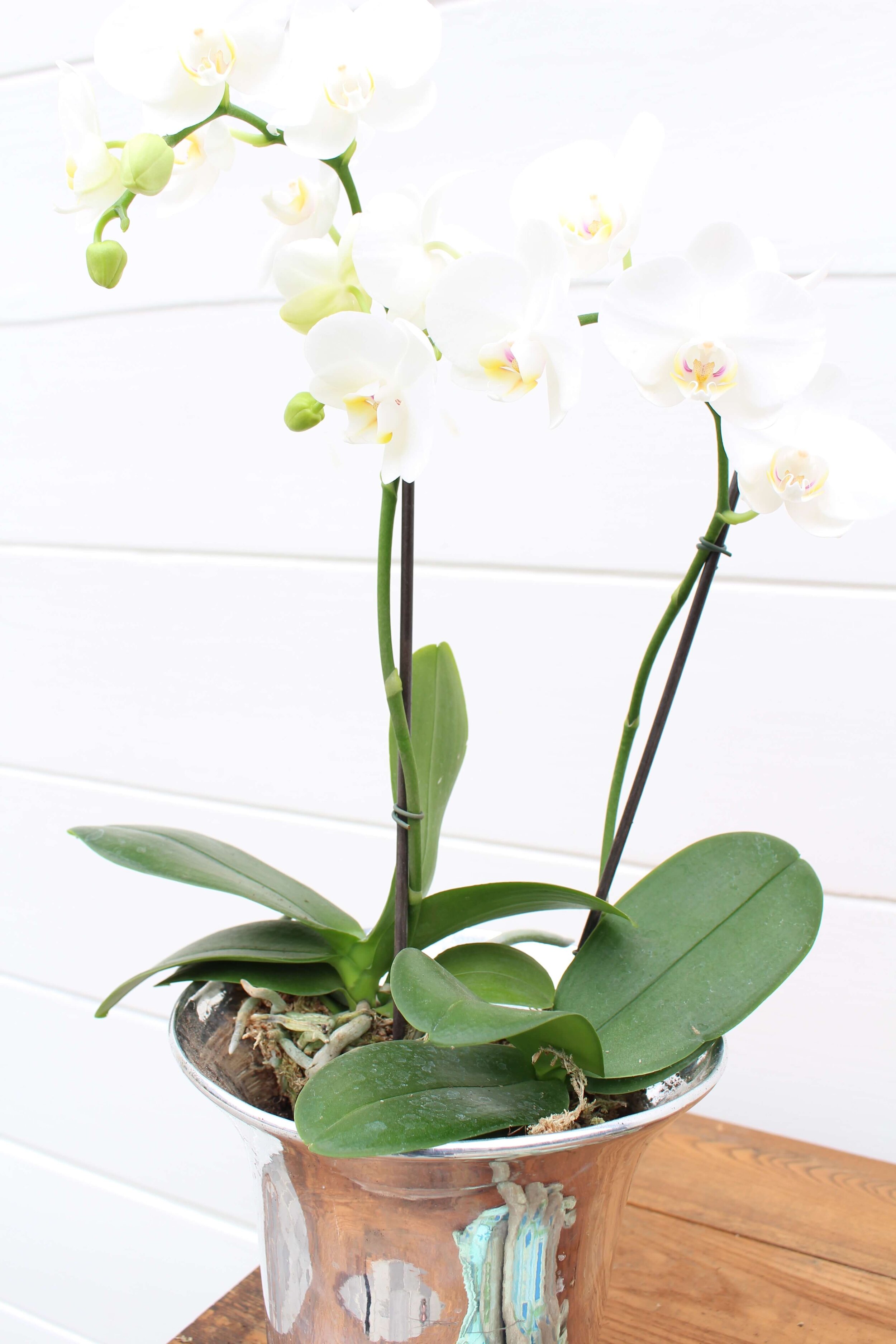 Orchids http://mysoulfulhome.com
