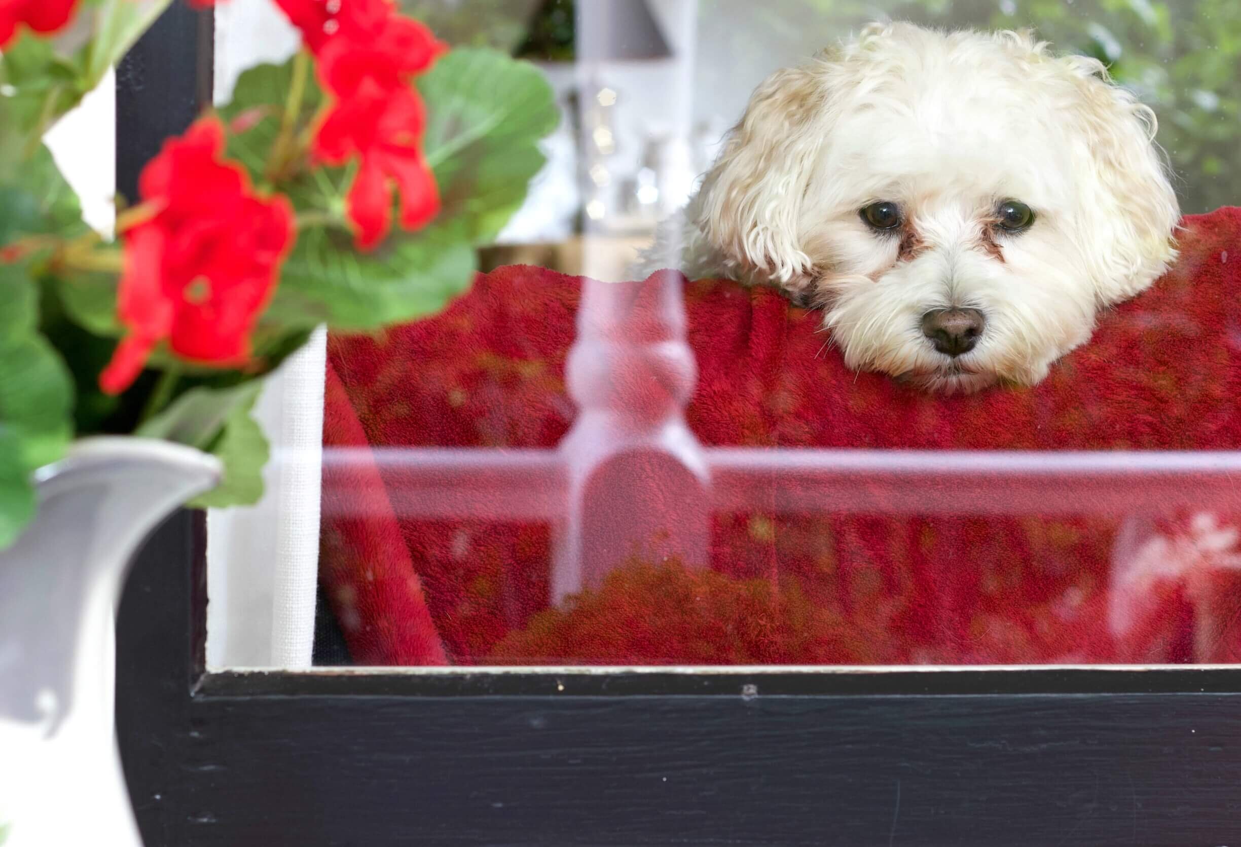 maltese red http://mysoulfulhome.com