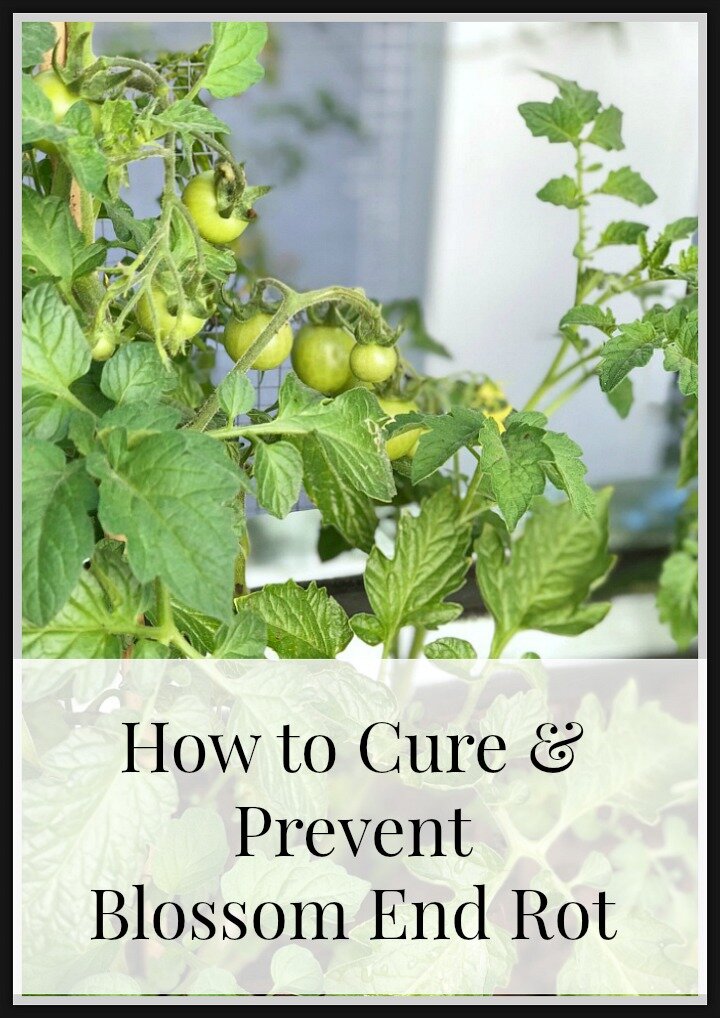 Cure prevent blossom end rot https://mysoulfulhome.com