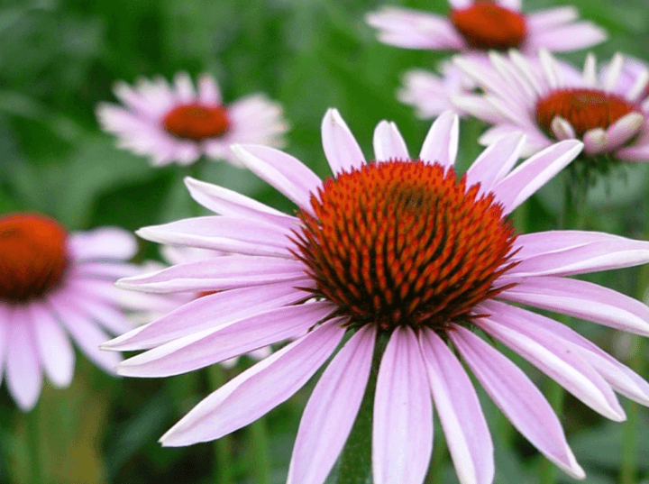 Cone flower http://mysoulfulhome.com
