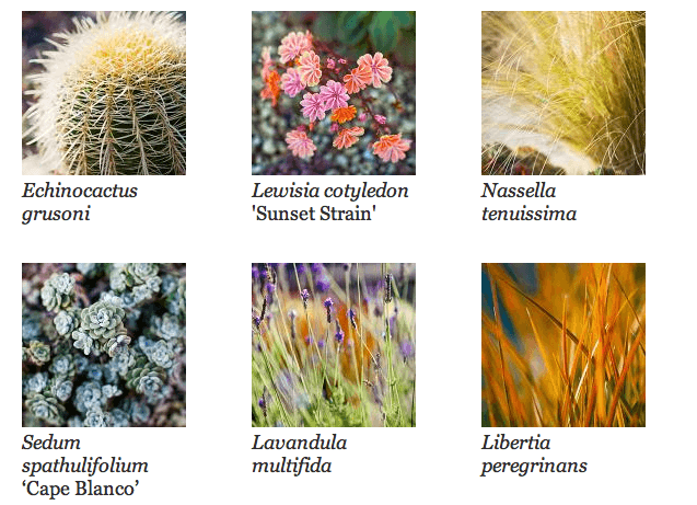 Drought Tolerant Plant List http://mysoulfulhome.com