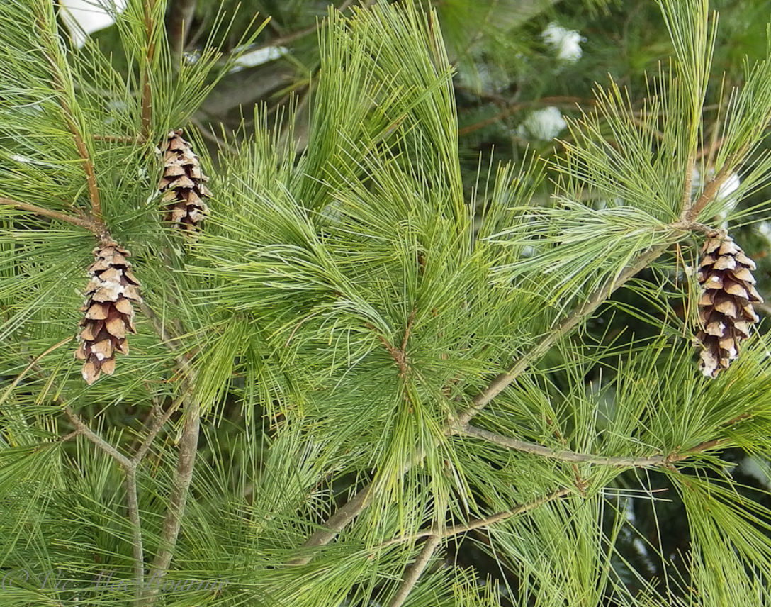 Native White Pine: A must in a Carolinian Canada wildlife garden — FERNS &  FEATHERS