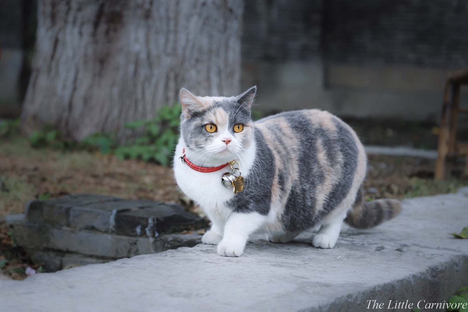 Munchkin Cat Breed: Size, Appearance & Personality