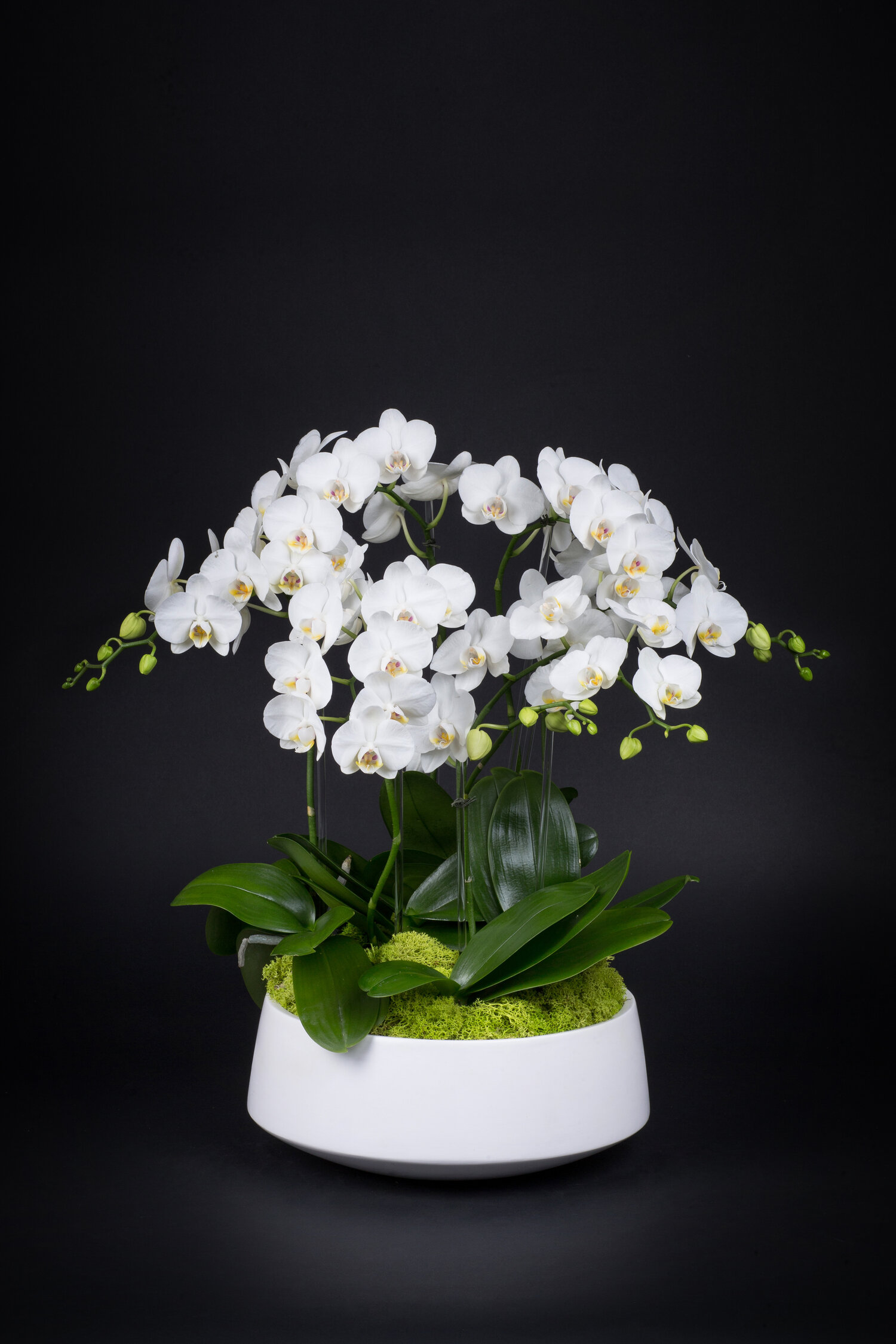 Orchid garden — Casey\'s Flower Studio