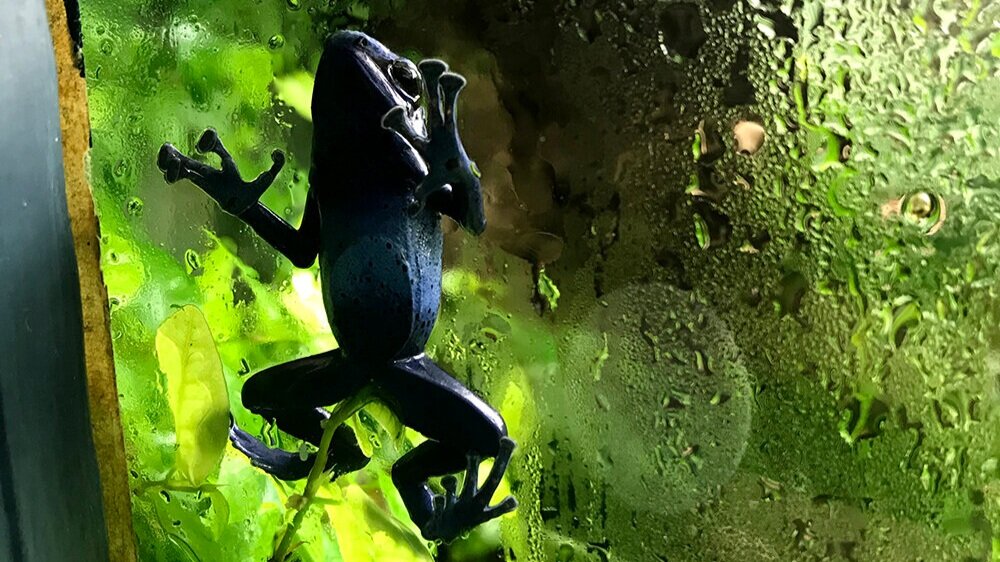 Importance of water for dart frogs