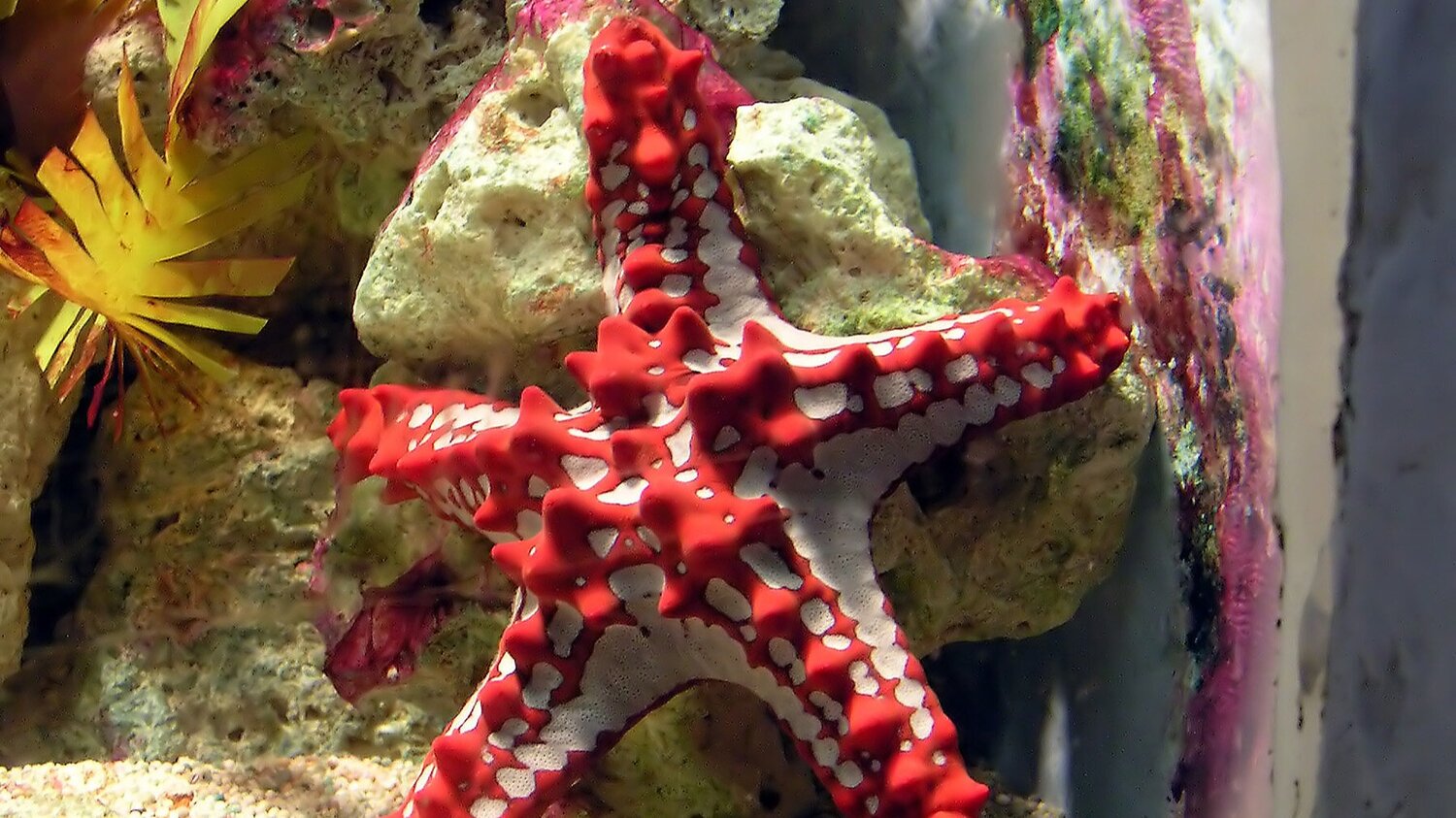 What Kind of Animal is a Sea Star? | Aquarium Fact Sheet | Berkshire Museum