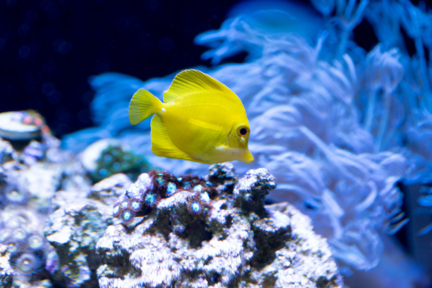 Do Yellow Tangs Jump? | Aquarium Fact Sheet | Berkshire Museum