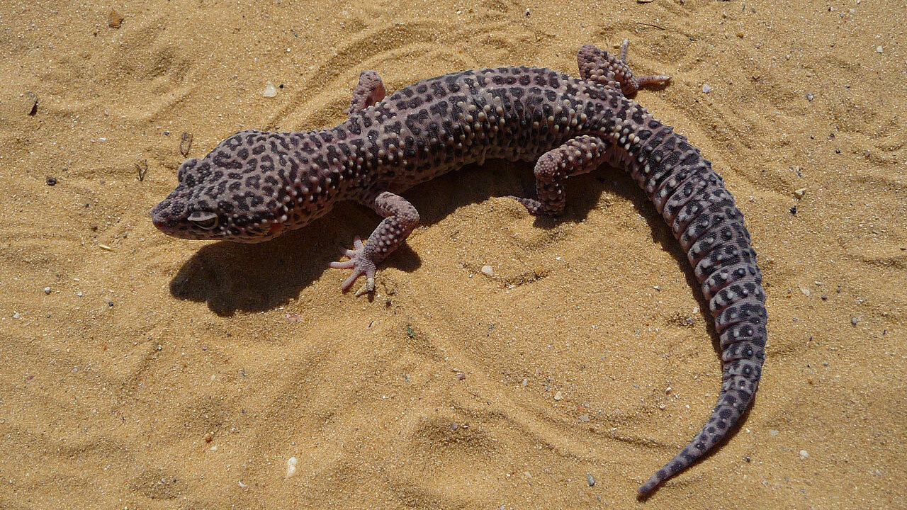 What Do Leopard Geckos Have in Common with Kangaroos? | Aquarium Fact Sheet  | Berkshire Museum