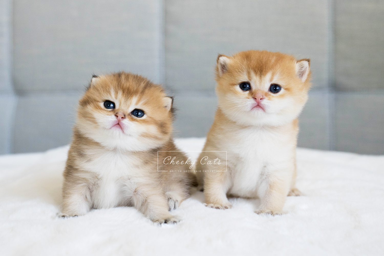 British Shorthair Kitten For Sale In Usa Jerry Lorettabritish Black Golden Shaded Color With Green British Shorthair Kittens British Shorthair Cats Baby Cats