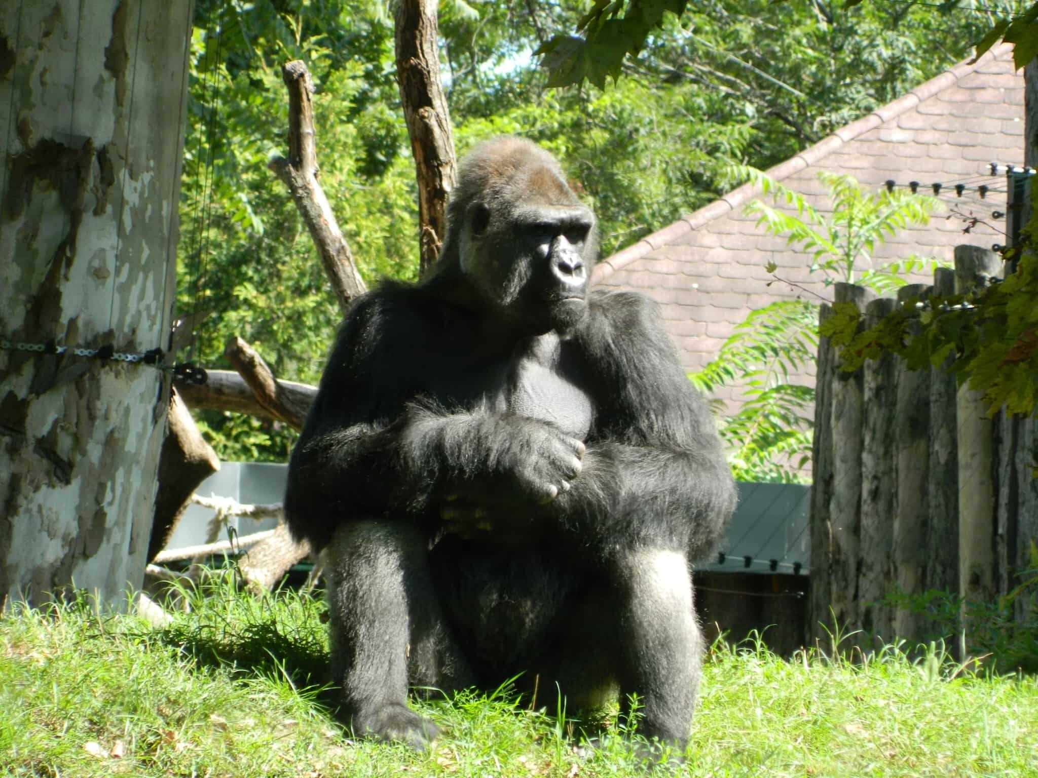 Alpha male gorilla at Budapest Zoo