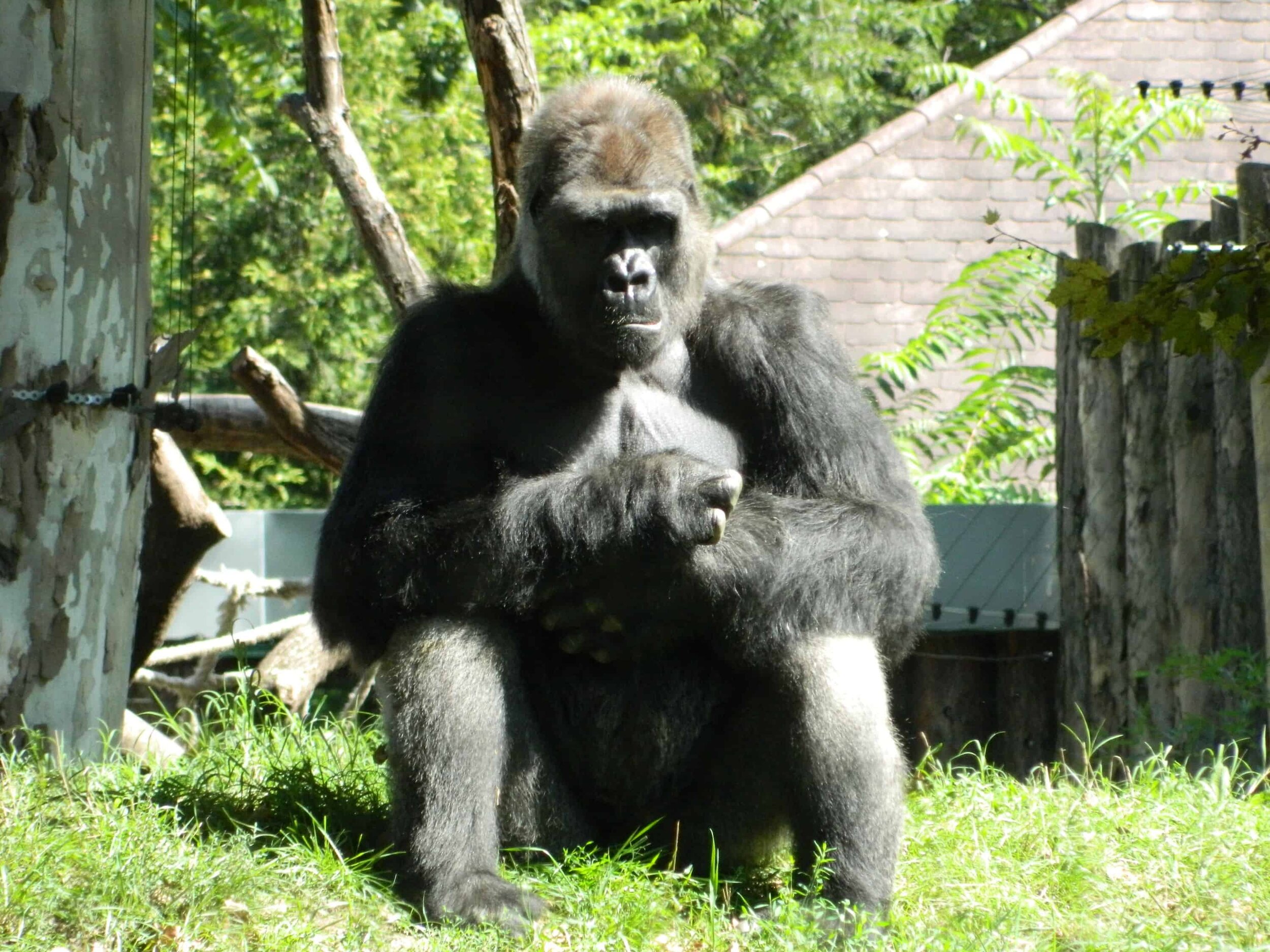 Huge alpha male gorilla at Budapest Zoo