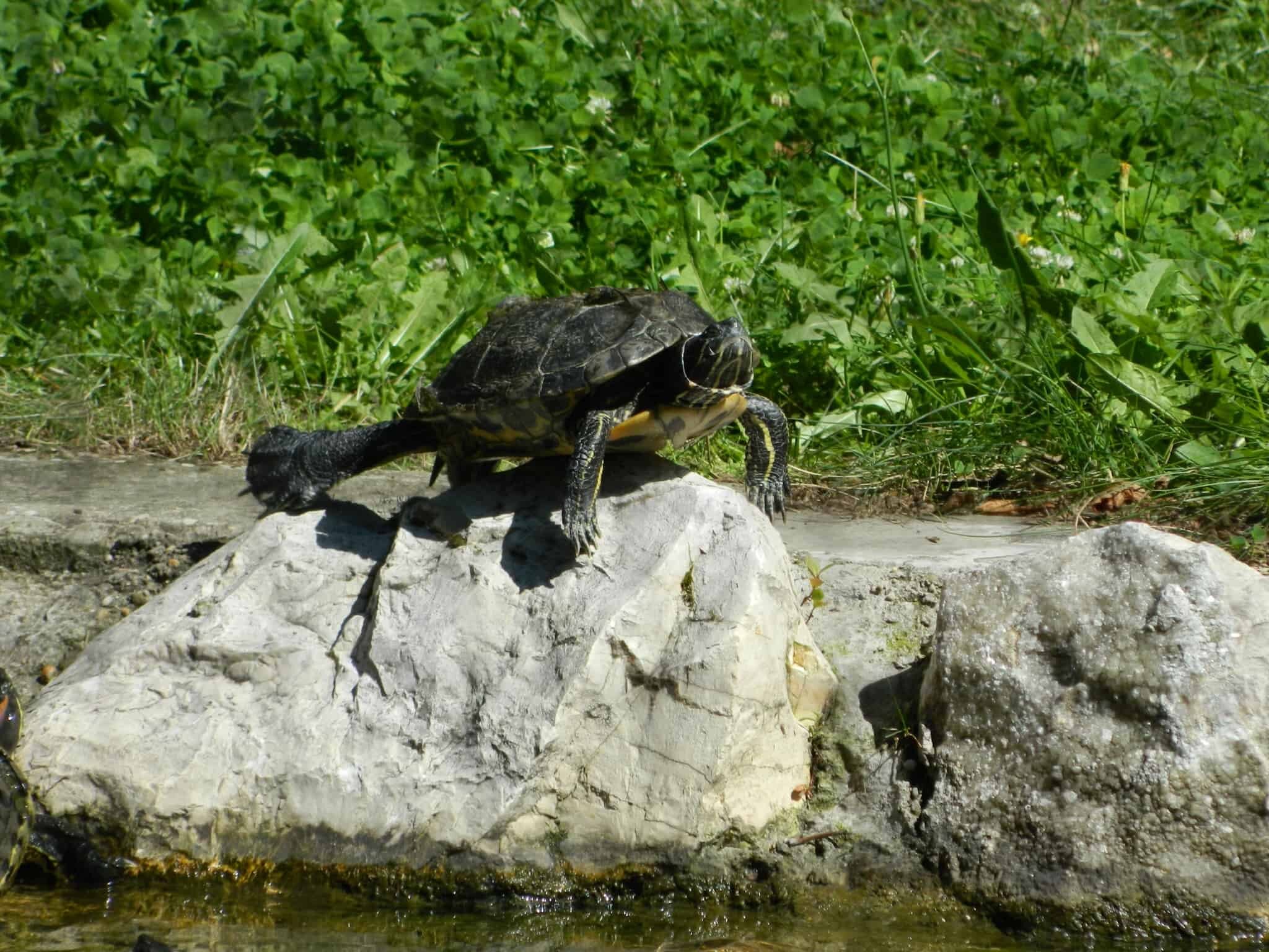Fabulous, sunbathing turtle at Budapest Zoo