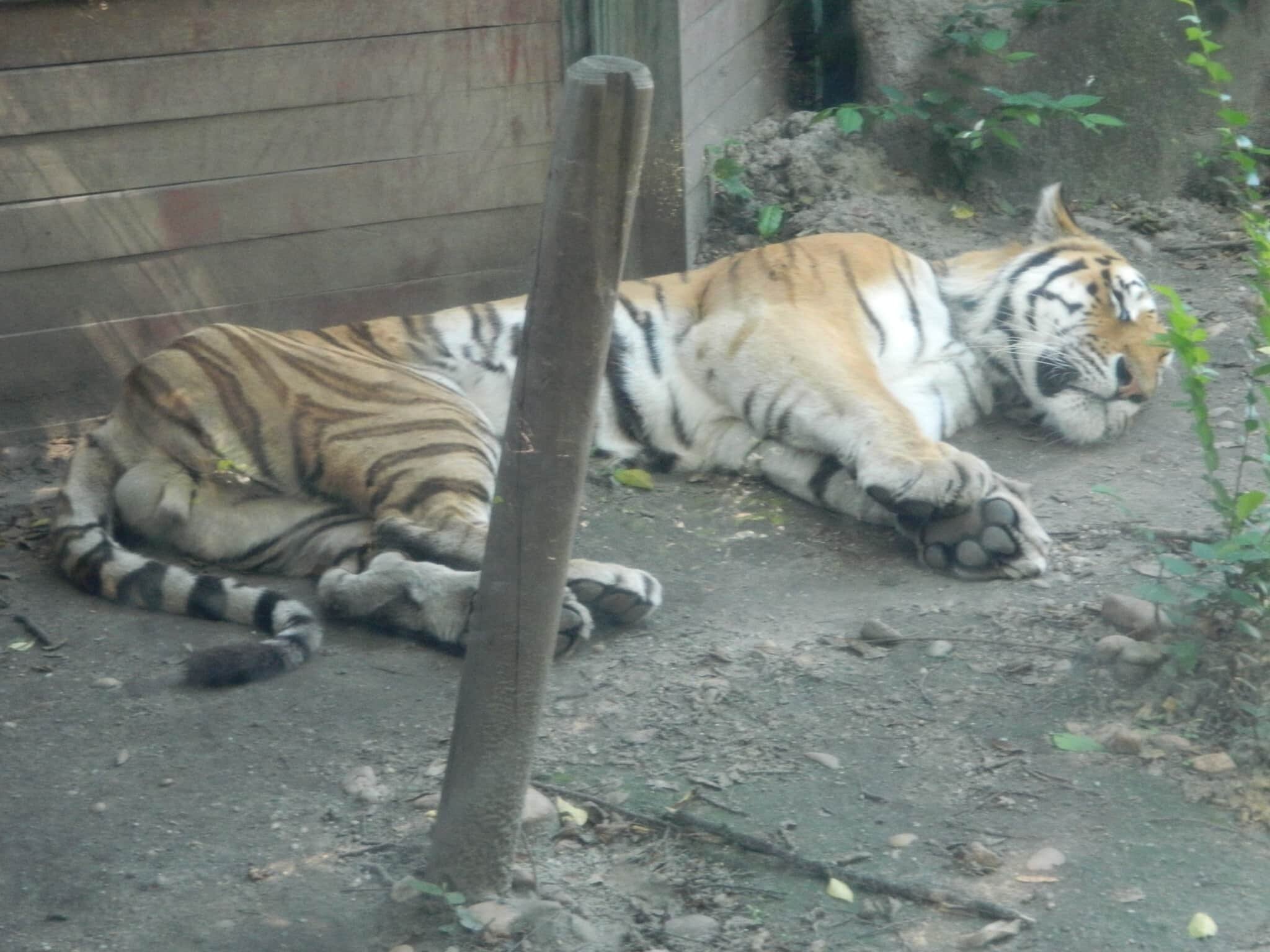 Thin tiger at Budapest Zoo