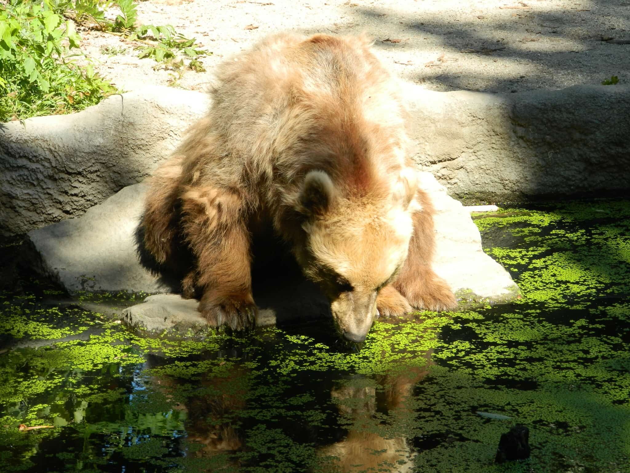 Brown bear at Budapest Zoo