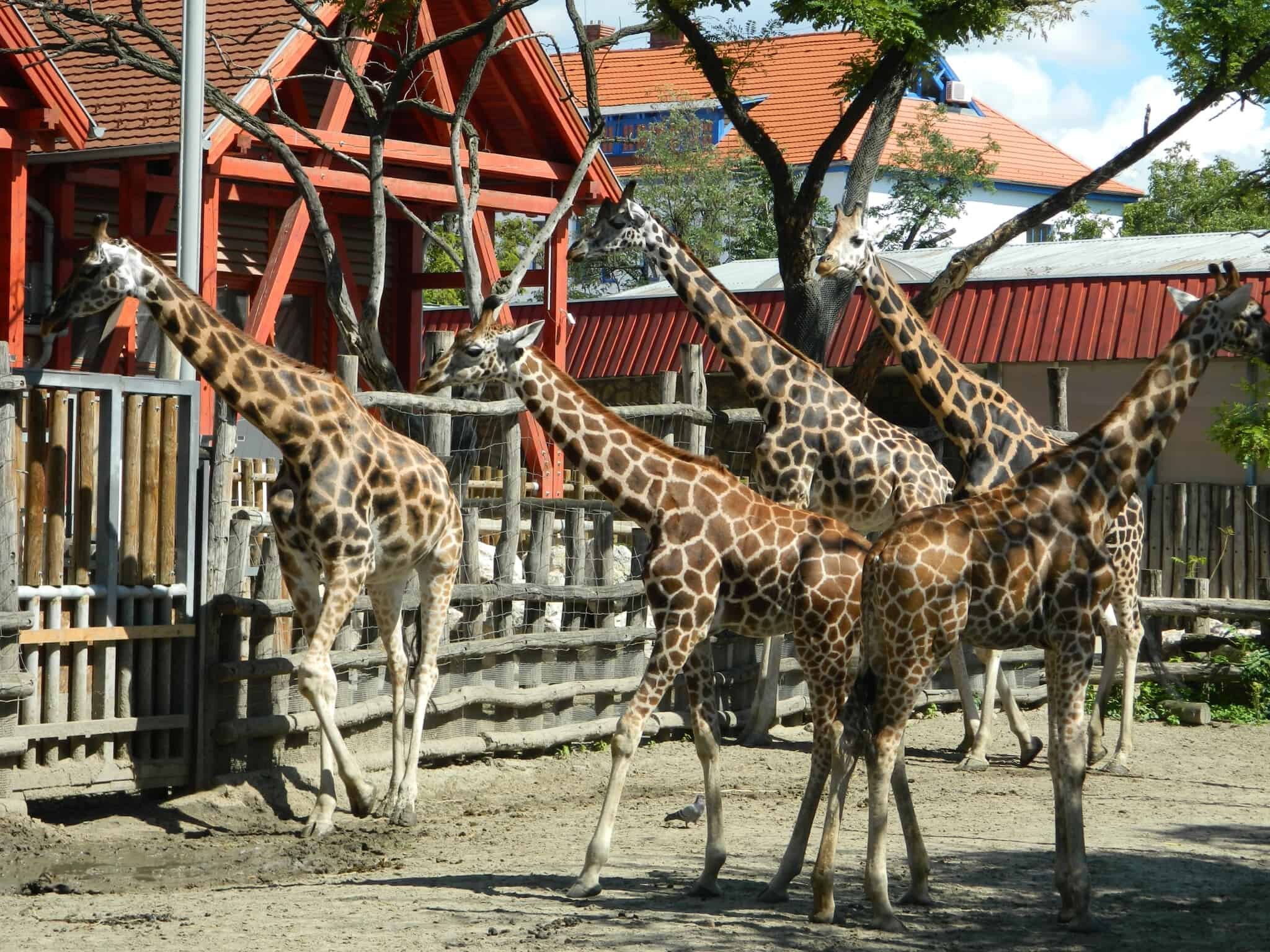 Gorgeous giraffes at Budapest Zoo 