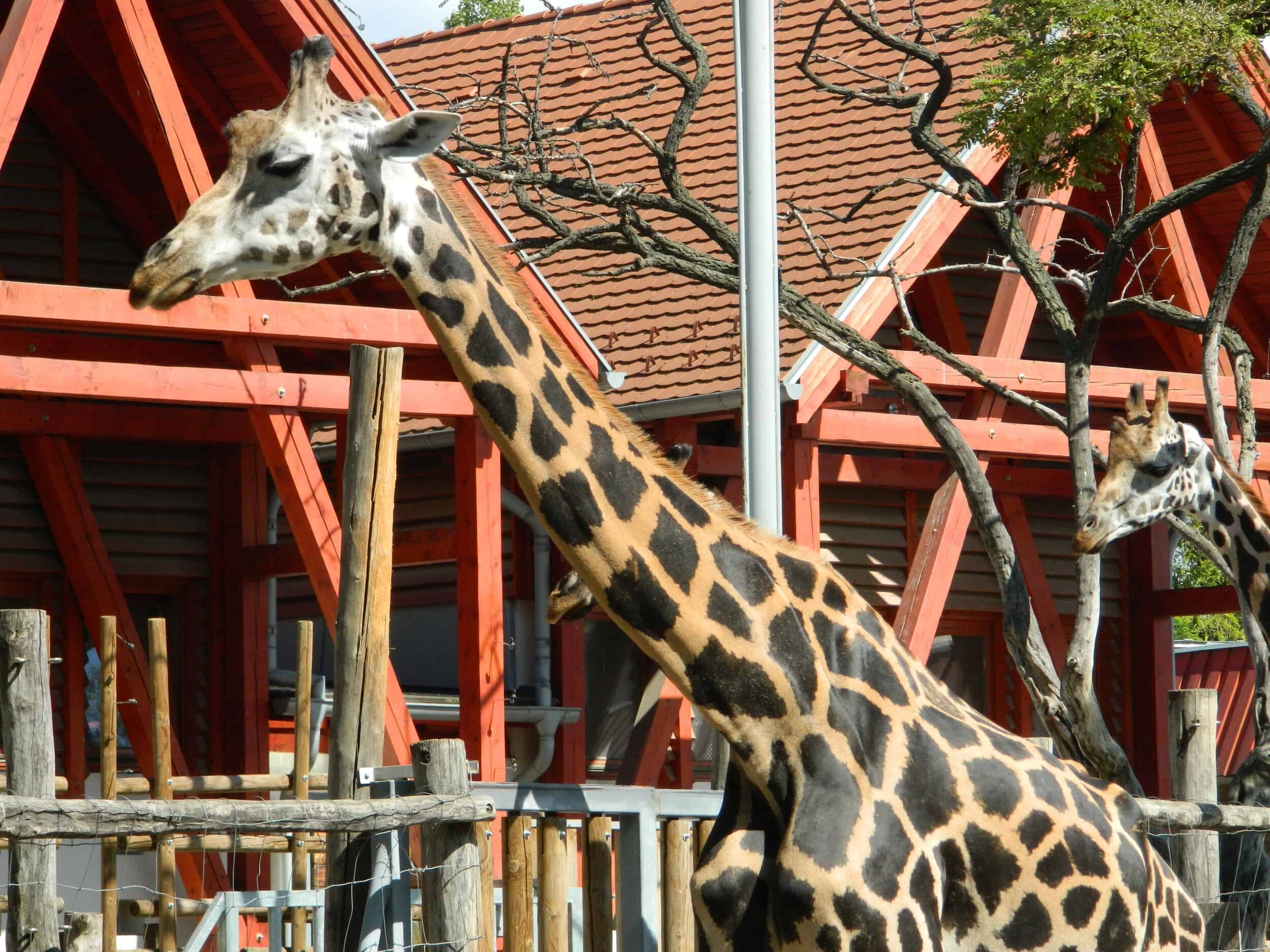 Giraffe close up at Budapest Zoo