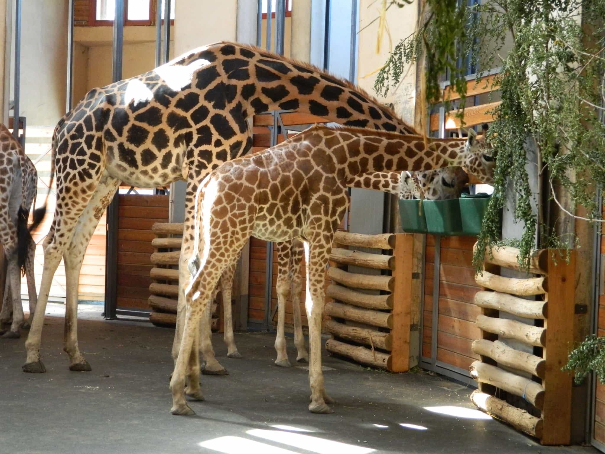 Giraffe feeding time at Budapest Zoo