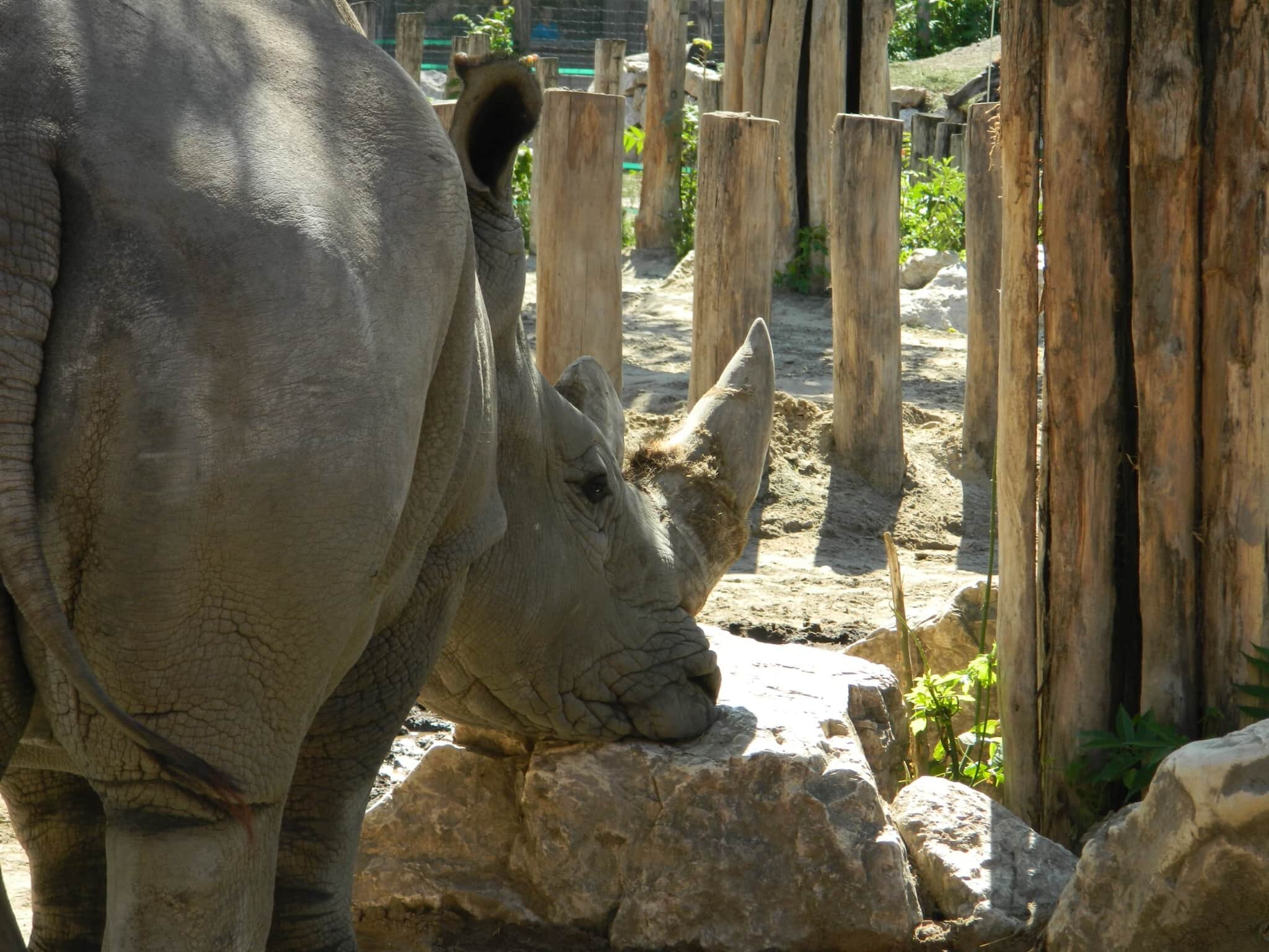 Resting rhino at Budapest Zoo