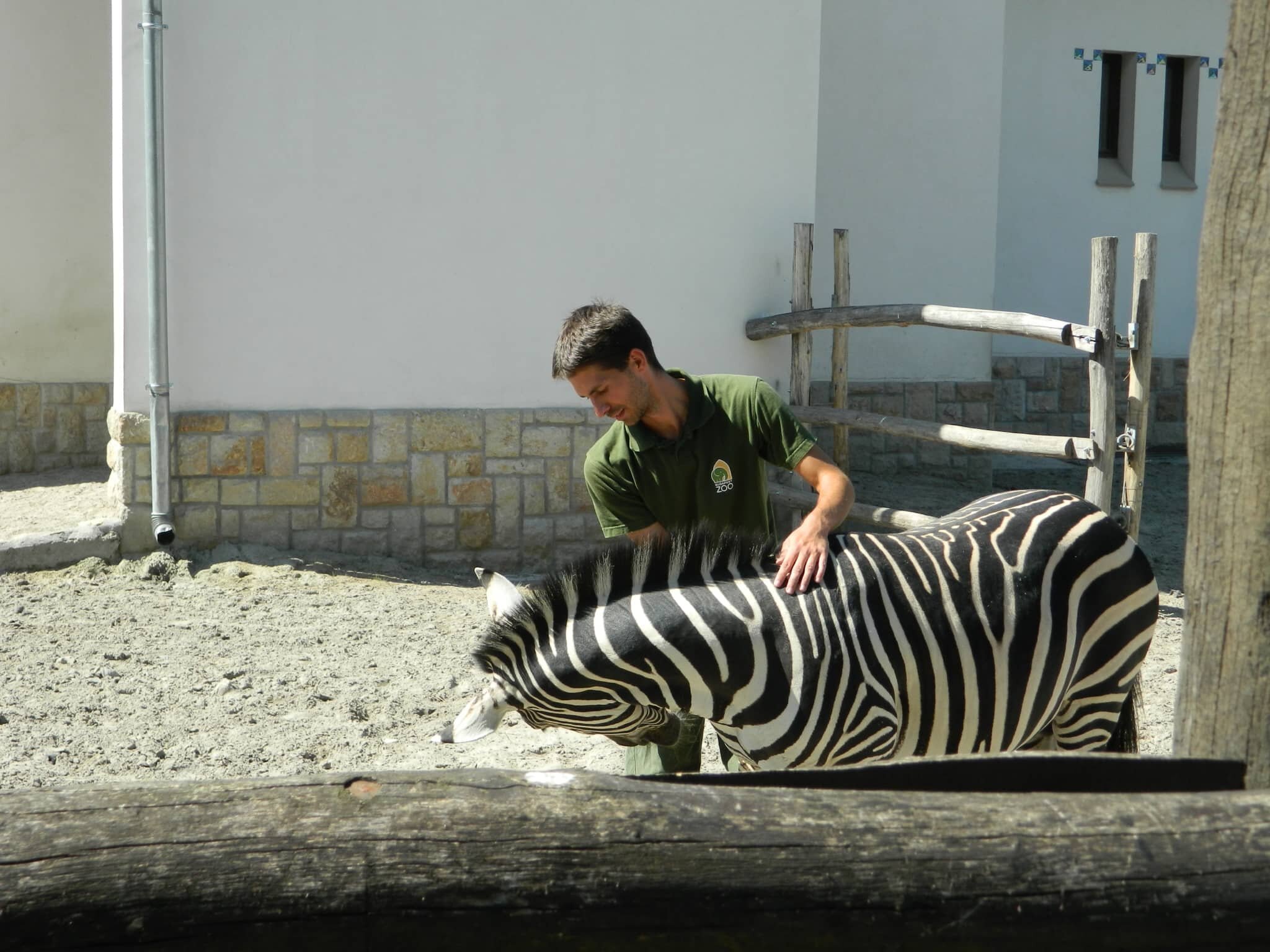 Zebra at Budapest Zoo
