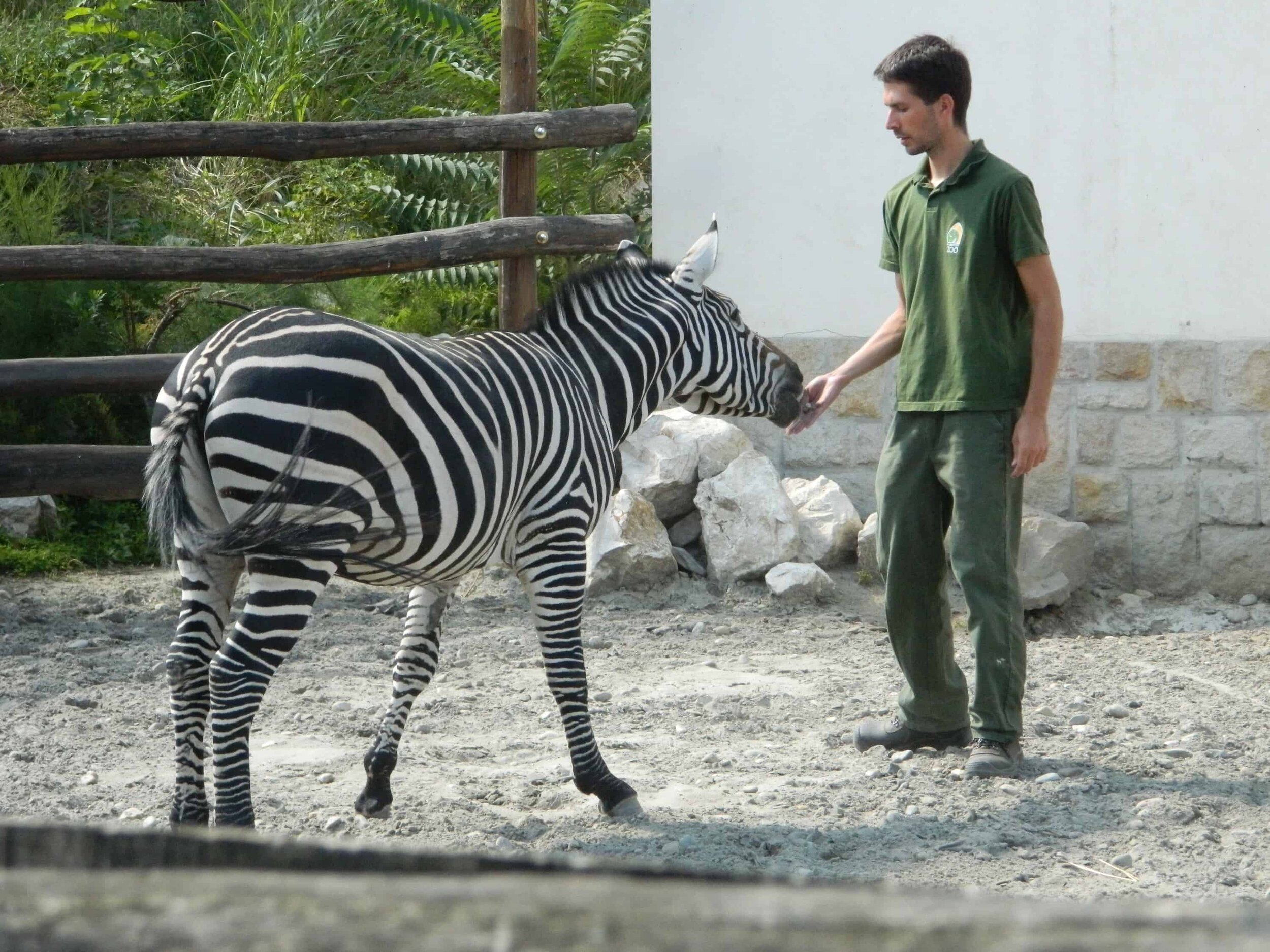 Feeding time for the zebra at Budapest Zoo