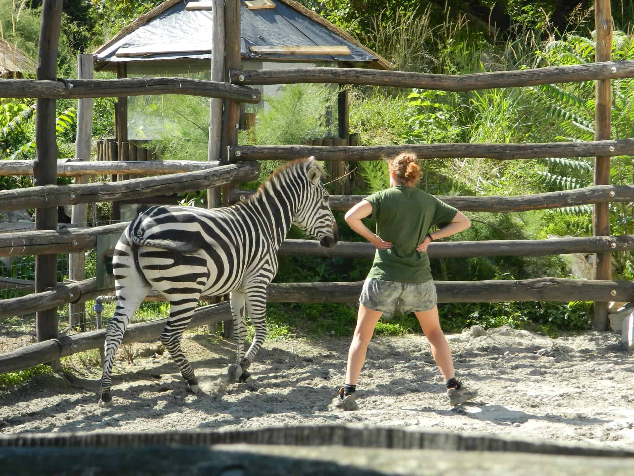 Naughty zebra at Budapest Zoo!