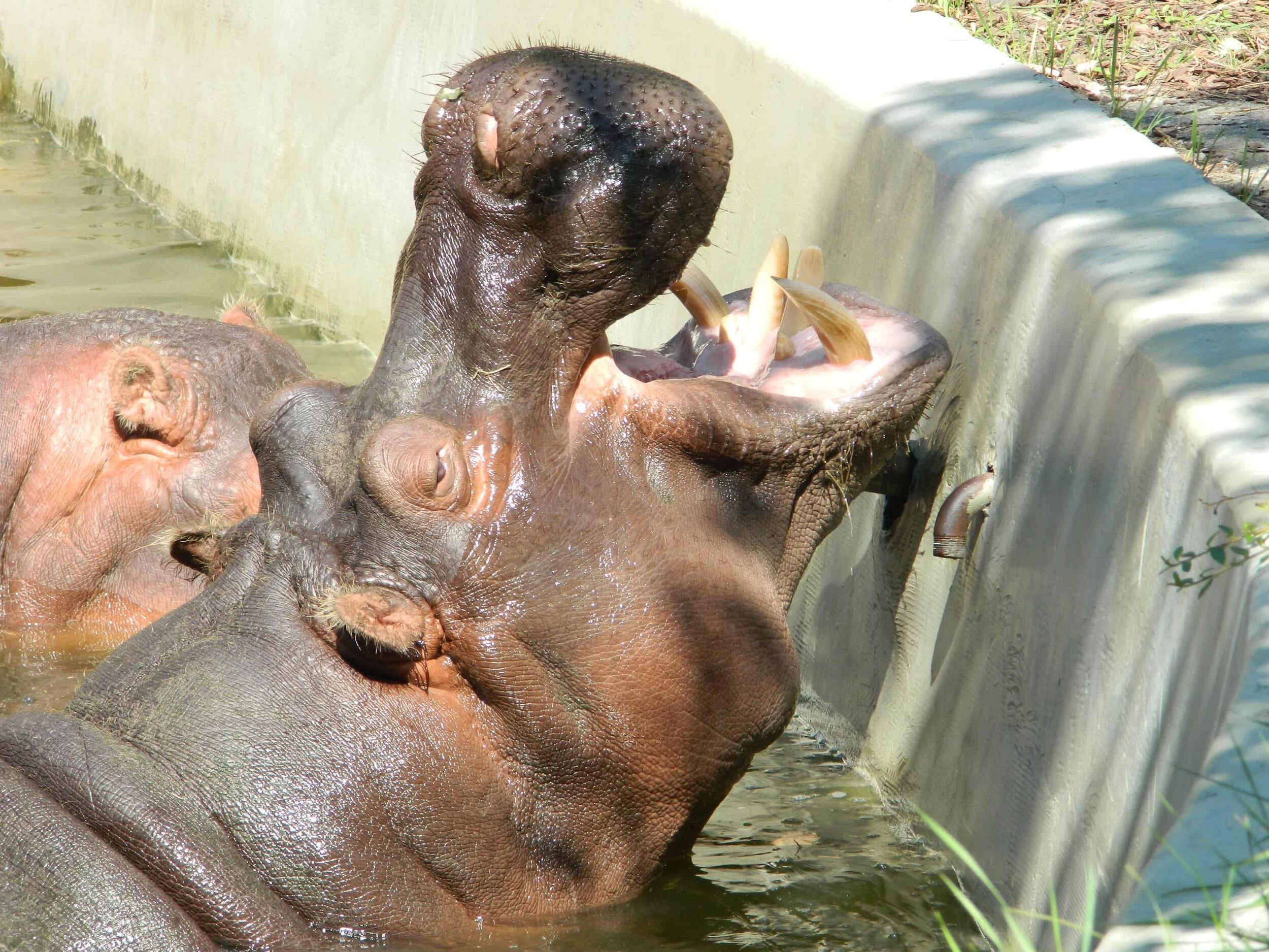 Yawning hippo at Budapest Zoo!