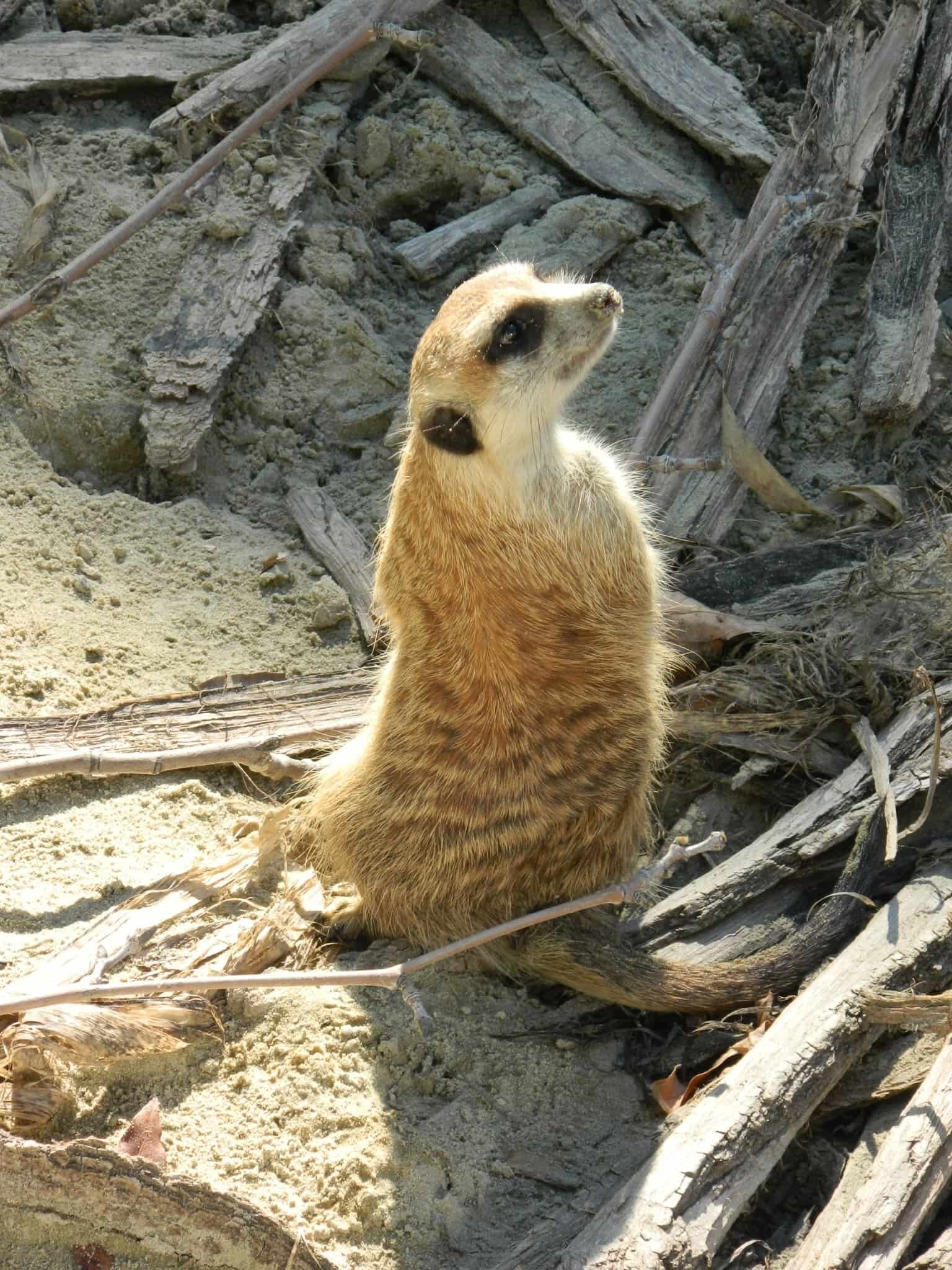 Nosy meerkat at Budapest Zoo