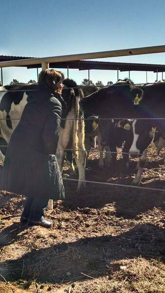 Cow kisses Governor Susana Martinez