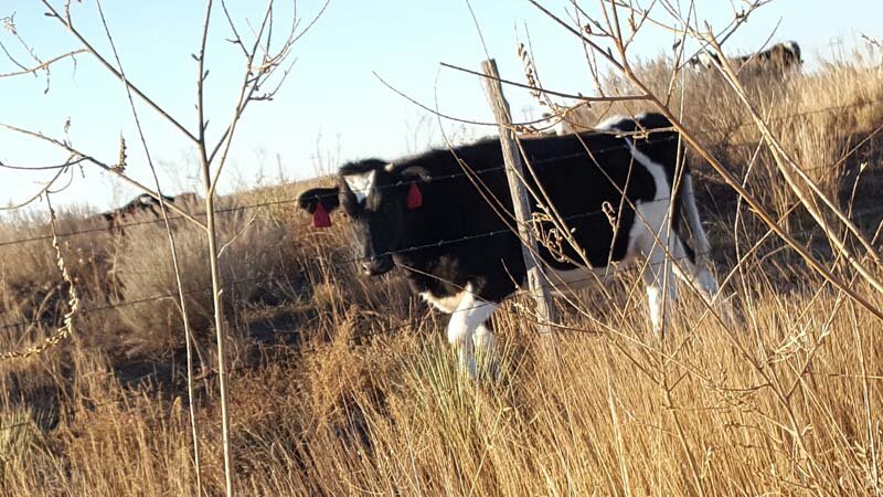 Heifers grazing on rangeland
