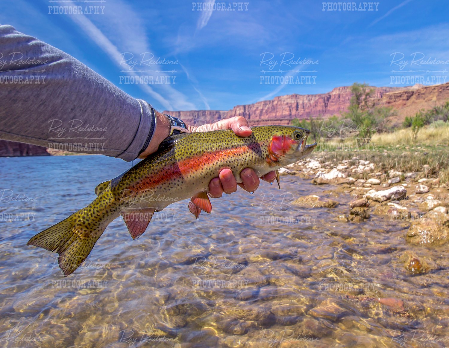 Colorful & Wild Rainbow Trout Caught & Released Fly Fishing On The Colorado  River In AZ