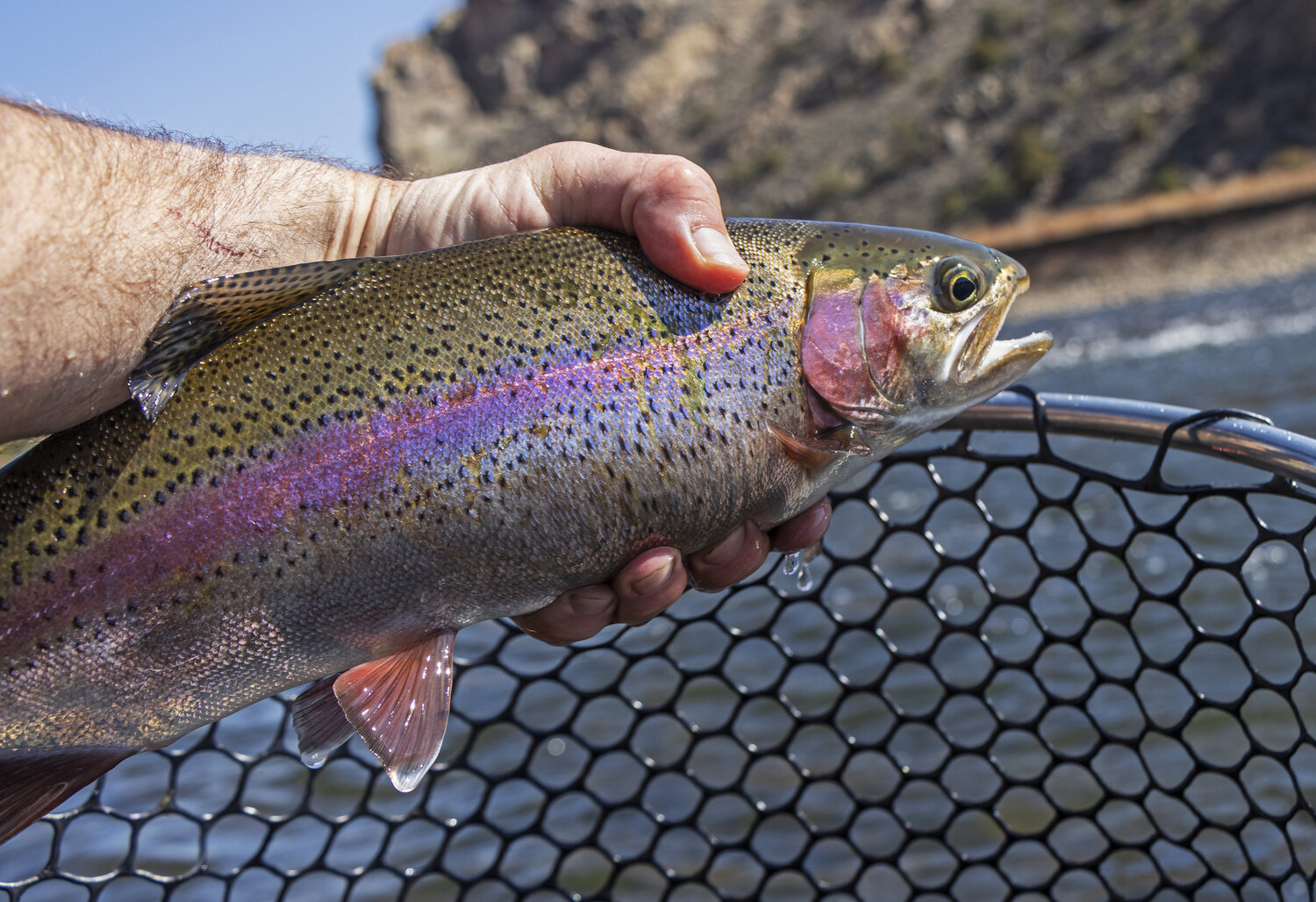 Man Holding Gunnison River Rainbow Trout Caught Fly Fishing