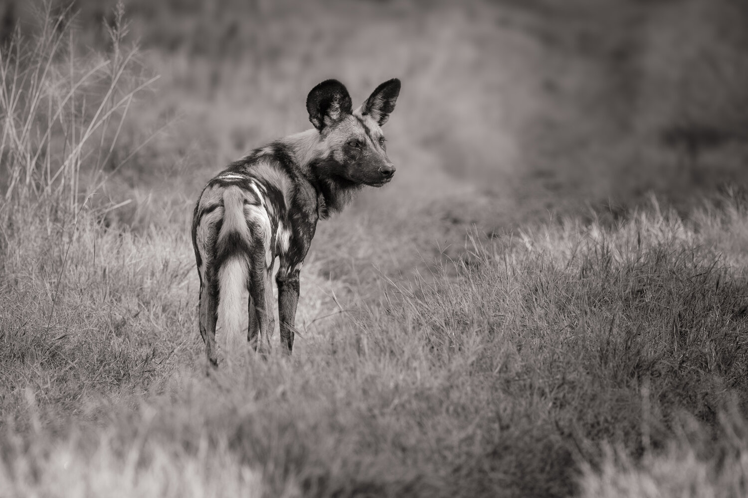 5 FACTS ABOUT AFRICAN WILD DOGS — Drew Sproule
