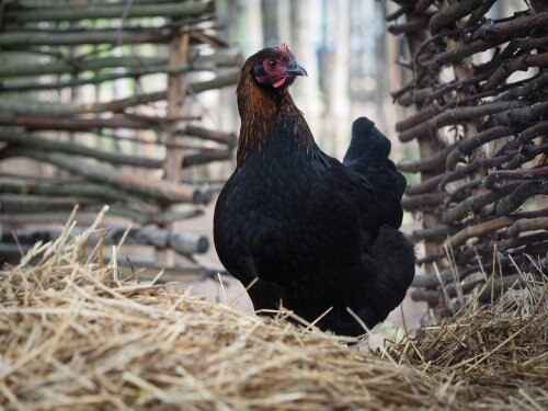 Considering Marans chickens? The 14 things you must</em> know first — The Featherbrain” style=”width:100%”><figcaption>Considering Marans chickens? The 14 things you must</em> know first — The Featherbrain</figcaption></figure>
<p style=