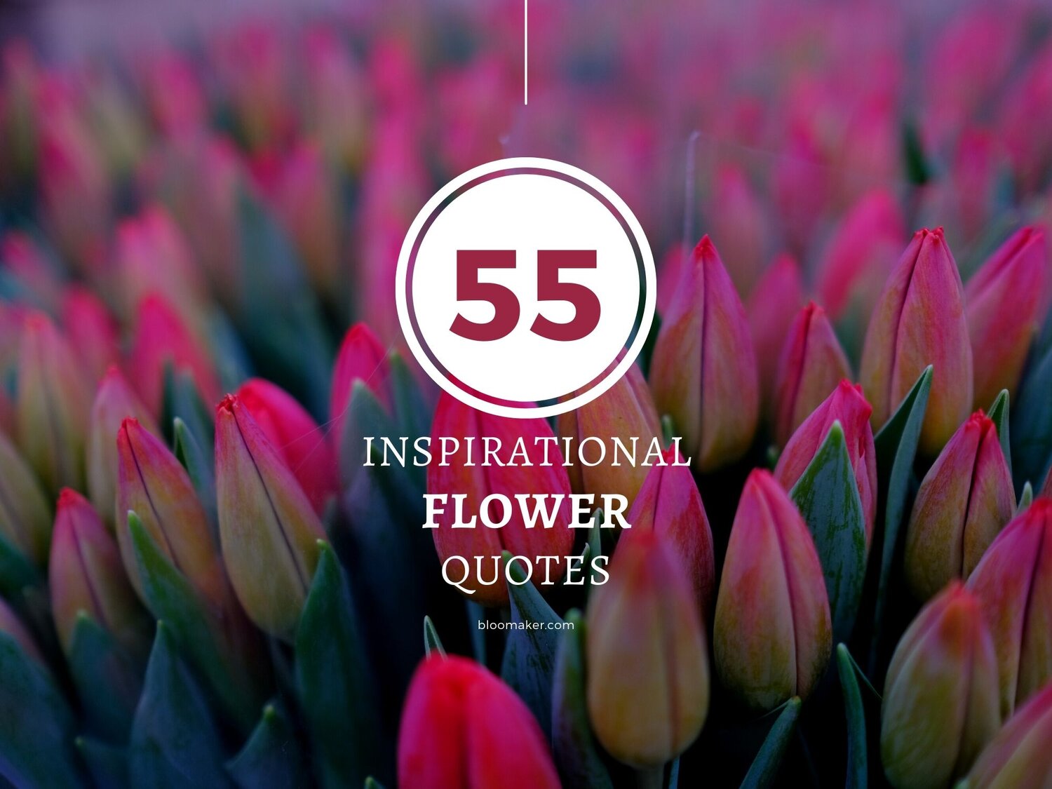 Get inspired with Motivational quotes with flower background - images and wallpapers