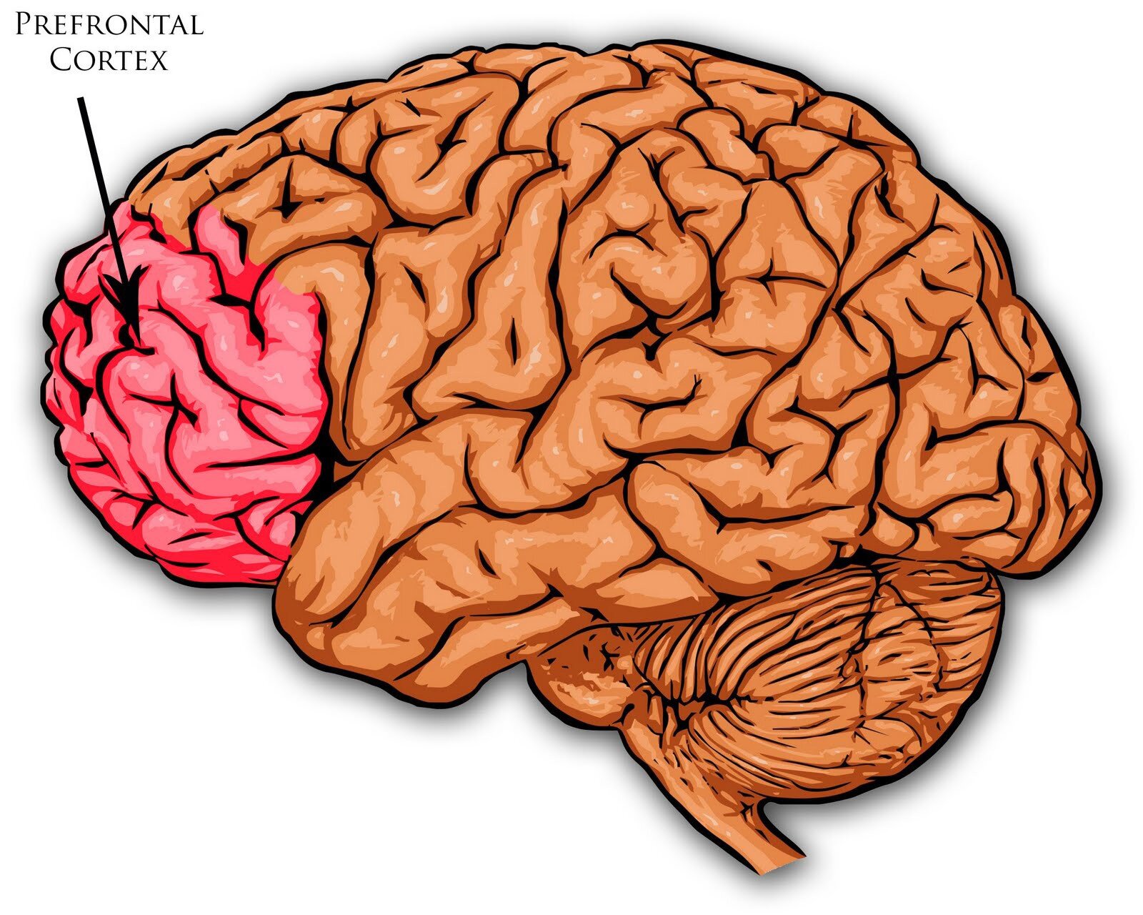 Why is the prefrontal cortex so important? — UCD Neuropsychology Lab