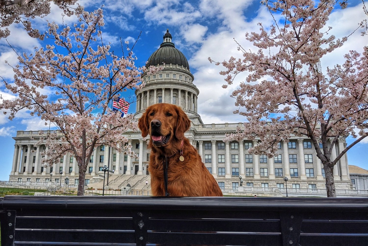 Everything You Need to Know About Moving to Salt Lake City With Your Dog — Dog Friendly SLC