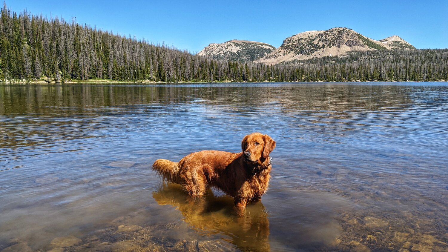 Dog Friendly Lakes And Reservoirs Near Salt Lake City — Dog Friendly SLC