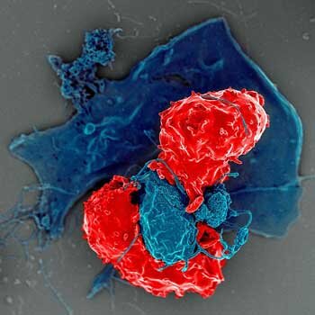 Regulatory T-cell (Treg) (red) cosying up to an antigen (blue)