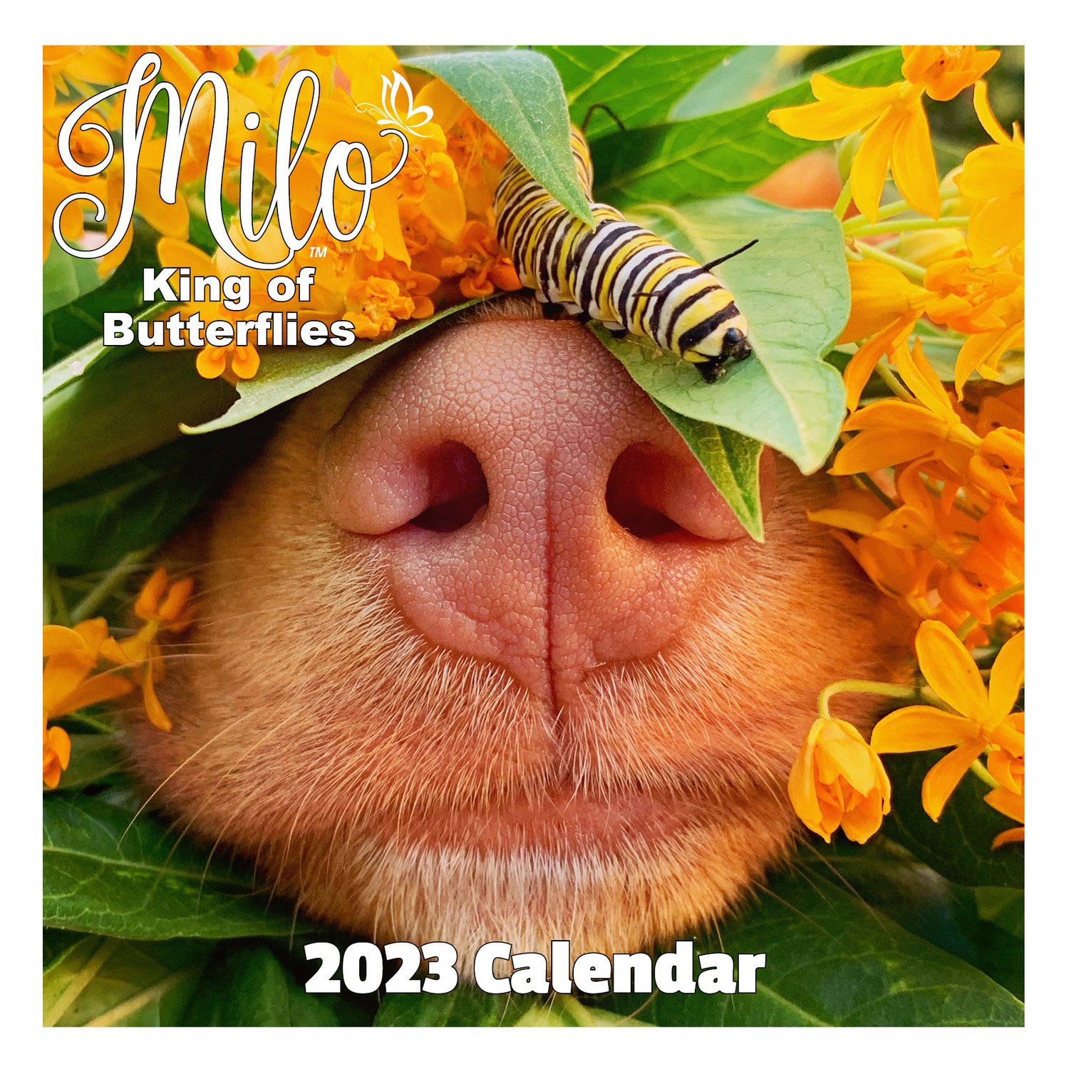 milo-s-flower-boop-nose-2023-calendar-milo-the-toller