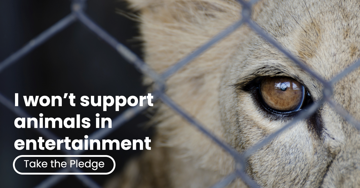 Animals in Entertainment — Animal Liberation | Compassion without compromise