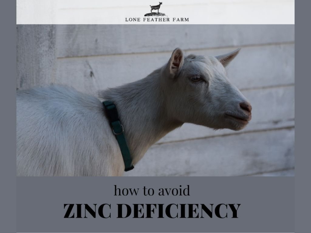 Zinc Deficiency in Goats — Lone Feather Farm