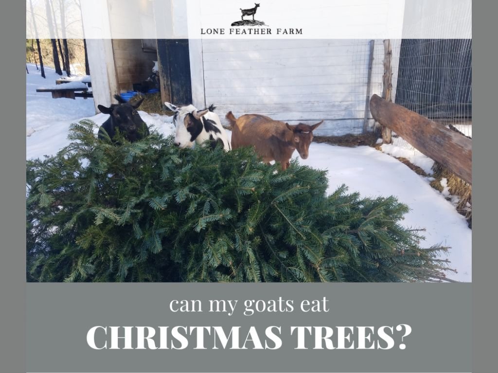 Can Goats Eat Christmas Trees? — Lone Feather Farm