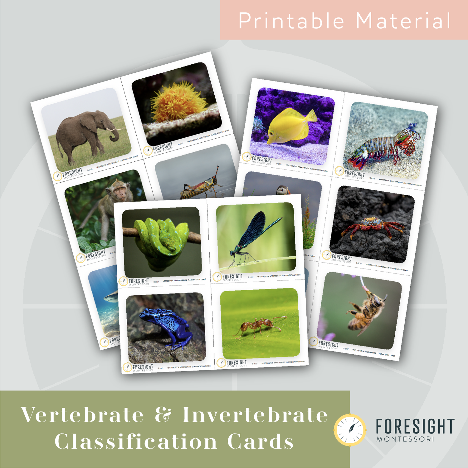 Vertebrate & Invertebrate Classification Cards — Foresight Montessori