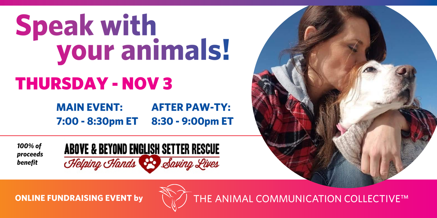 Speak with your animals - an ACC online fundraising event for Above &  Beyond English Setter Rescue — Julie Hirt Intuitive