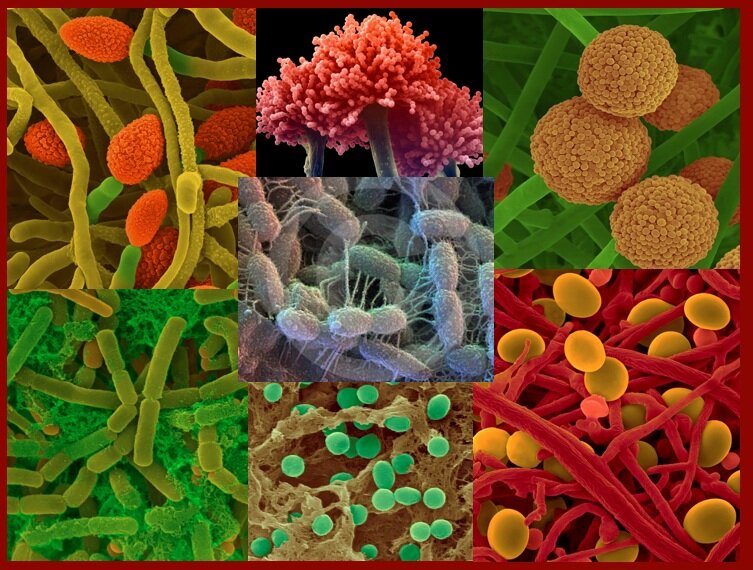 Microbios Del Suelo, Indicadores De Los Efectos Del Cambio Climático