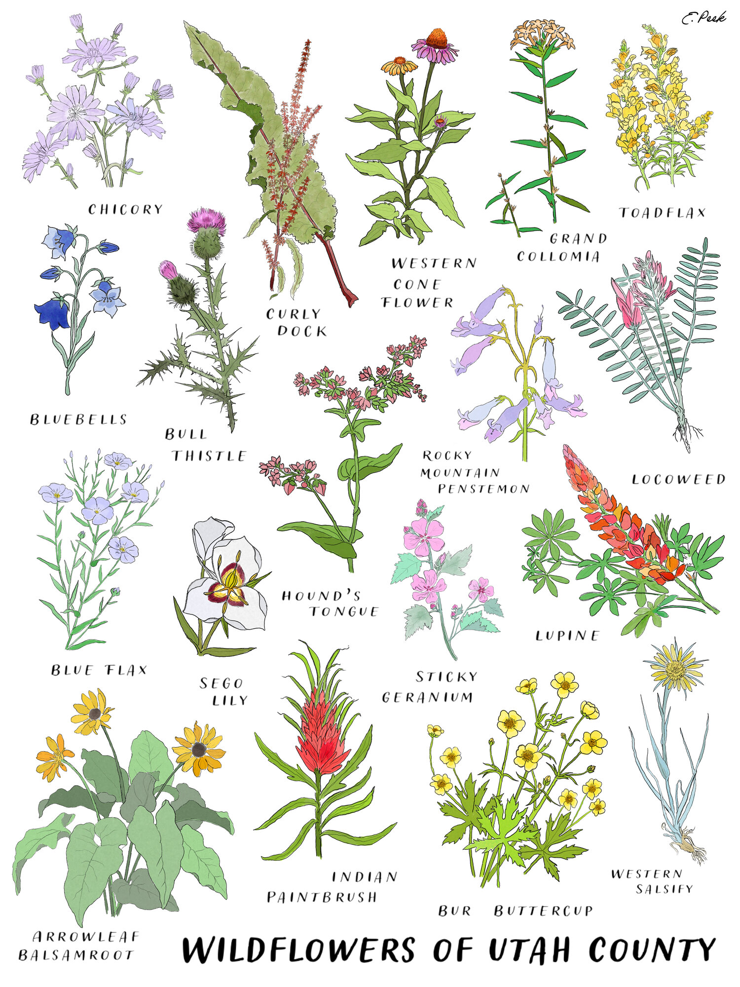 Wildflowers of Utah (Color) — Ellie Peek