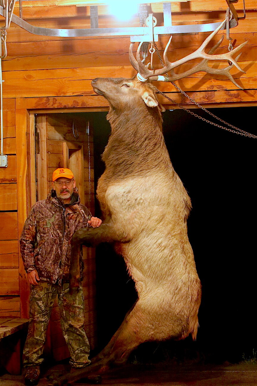 Elk hanging in skinning shed was shot with a 270 Winchester. 