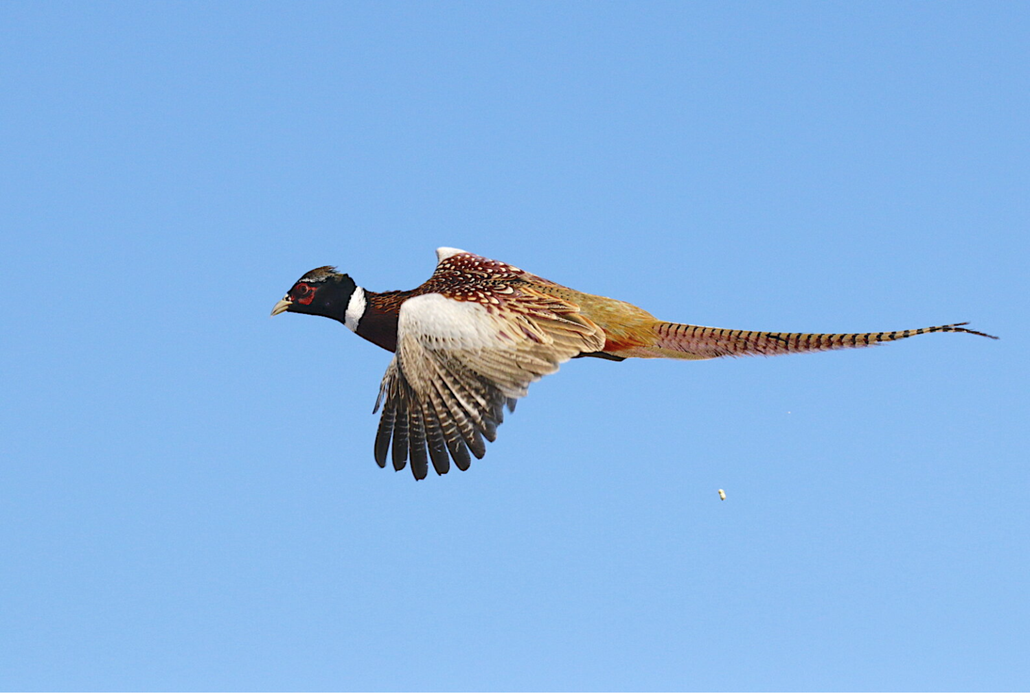World Class Pheasant Hunting — Ron Spomer Outdoors