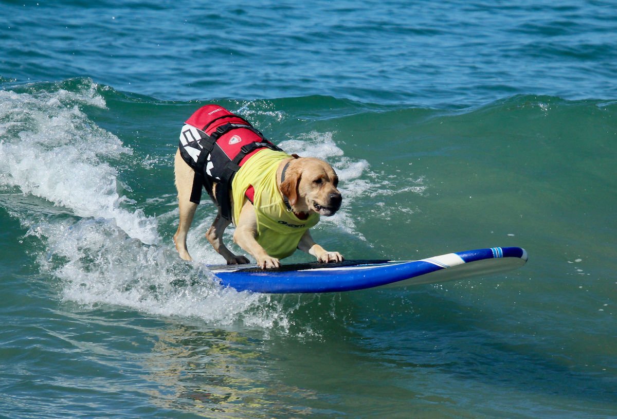 18th Annual, Surf Dog Surf-A-Thon — Visit Del Mar Village