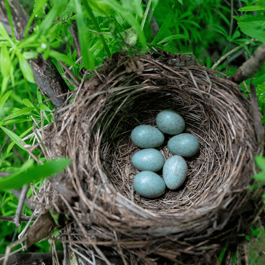 How do NZ garden birds build their nests? — Kohab